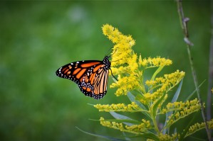 monarch butterfly